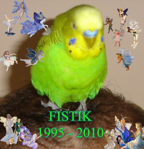 MY BUDGIE LOVE BIRD: FISTIK (1995-2010)