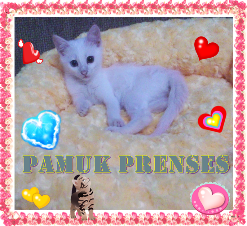 Kedim Pamuk Prenses / My Cat Snow White